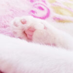 我が家の白い猫さん